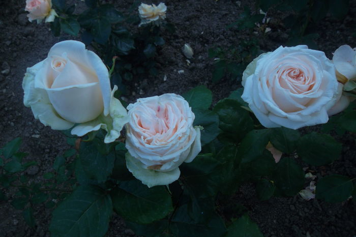 SAM_0834 - Trandafiri 2016
