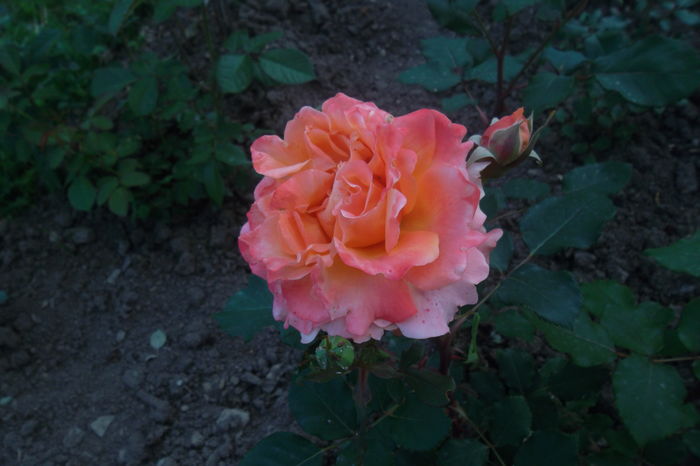 SAM_0831 - Trandafiri 2016