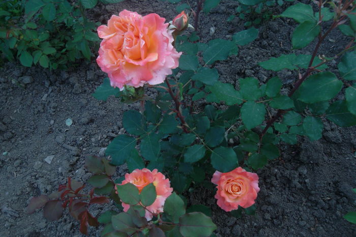 SAM_0830 - Trandafiri 2016