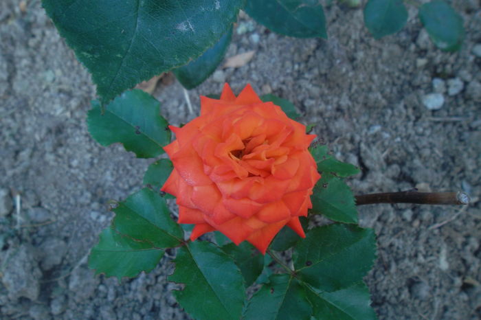 SAM_0825 - Trandafiri 2016