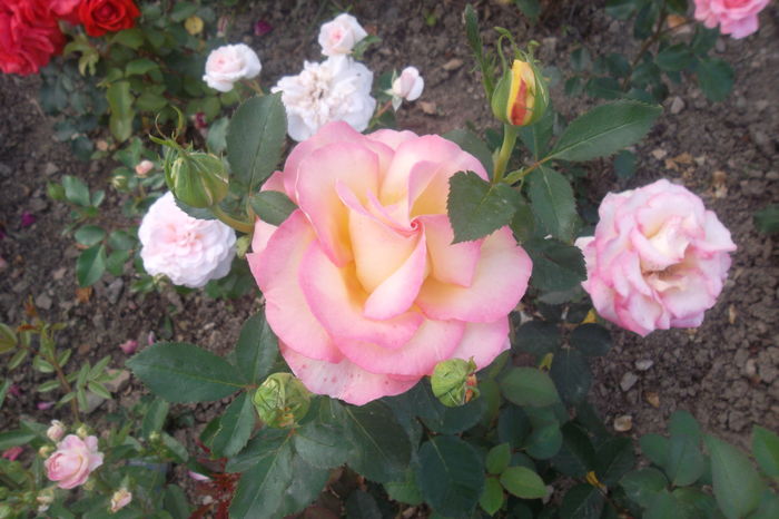 SAM_0823 - Trandafiri 2016