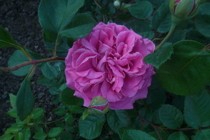 SAM_0819 - Trandafiri 2016