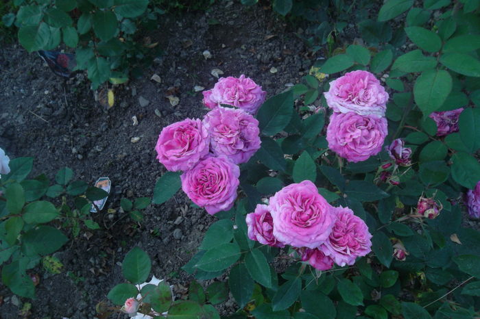 SAM_0818 - Trandafiri 2016