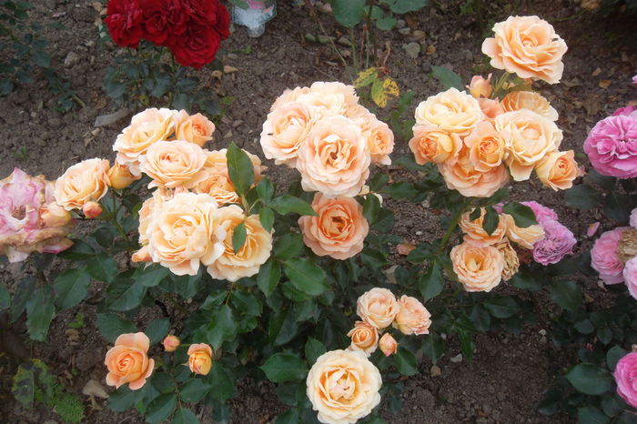 Dolce vita - Trandafiri 2016