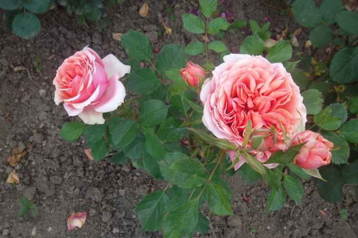 SAM_0804 - Trandafiri 2016