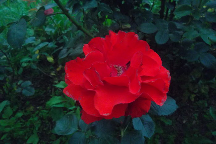 SAM_0757 - Trandafiri 2016