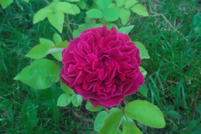 SAM_0756 - Trandafiri 2016