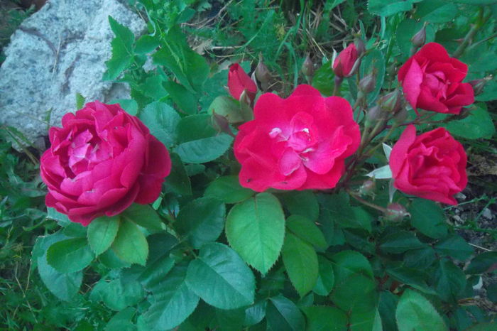 SAM_0755 - Trandafiri 2016