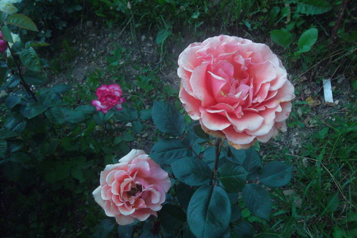 SAM_0747 - Trandafiri 2016