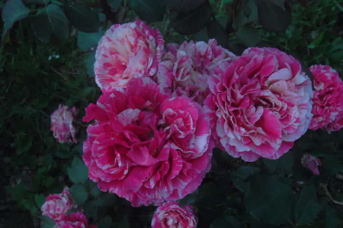 SAM_0746 - Trandafiri 2016