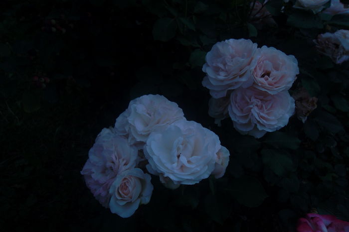 SAM_0745 - Trandafiri 2016