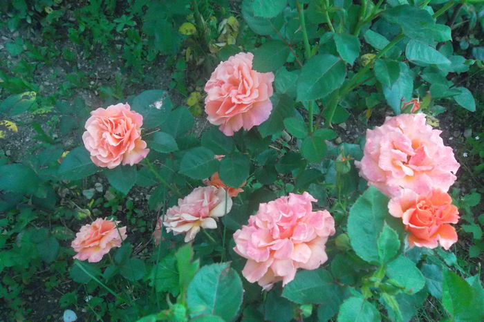 SAM_0743 - Trandafiri 2016