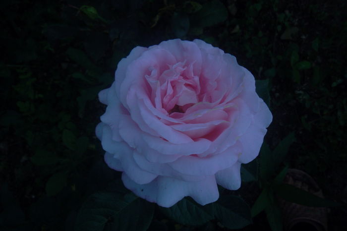 SAM_0740 - Trandafiri 2016