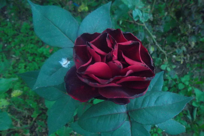 SAM_0738 - Trandafiri 2016