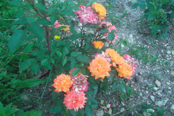 SAM_0722 - Trandafiri 2016