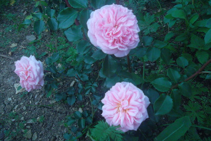 SAM_0720 - Trandafiri 2016