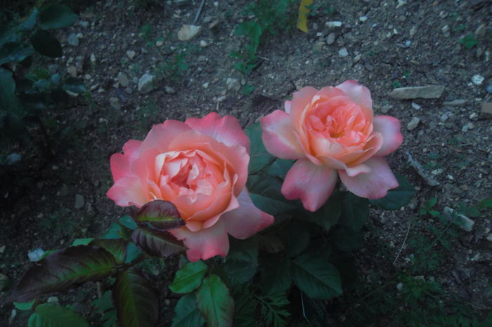 Samaritan - Trandafiri 2016