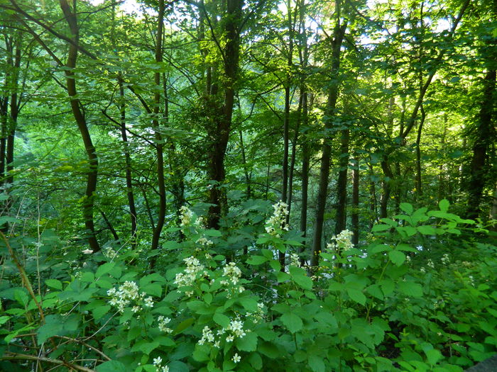 DSCN1580 - 2016 HERCULANE_2