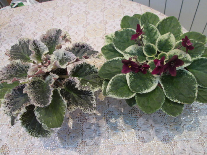 IMG_5503 SansoucyCoco si Pow Wow - GRUP VIOLETE