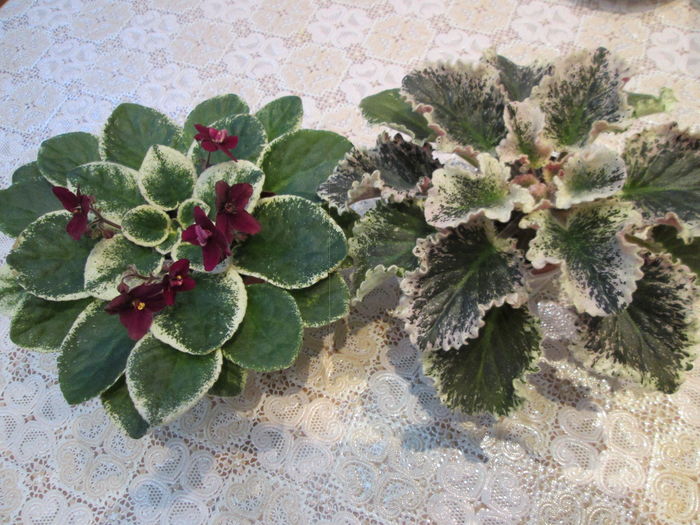 IMG_5504 - GRUP VIOLETE