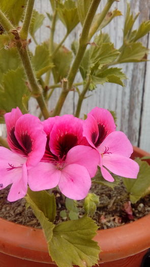 20160628_152636 - Muscate si alte plante