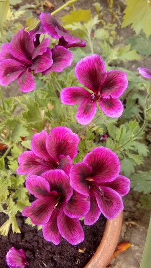 20160628_152701 - Muscate si alte plante