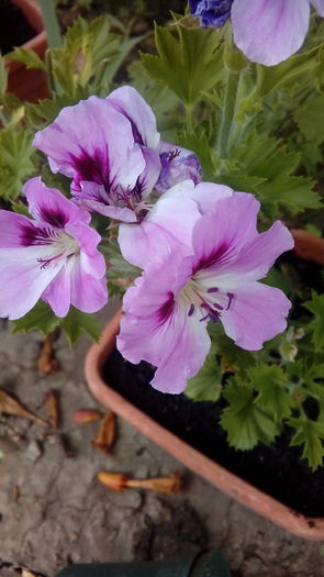 20160628_152706 - Muscate si alte plante