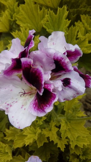 20160628_152714 - Muscate si alte plante