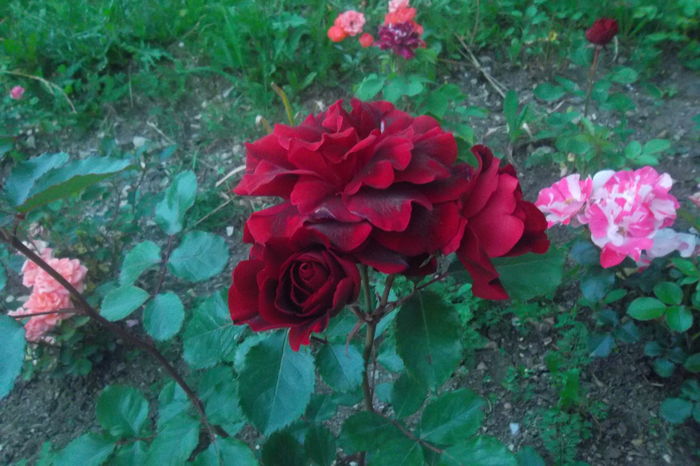 SAM_0717 - Trandafiri 2016