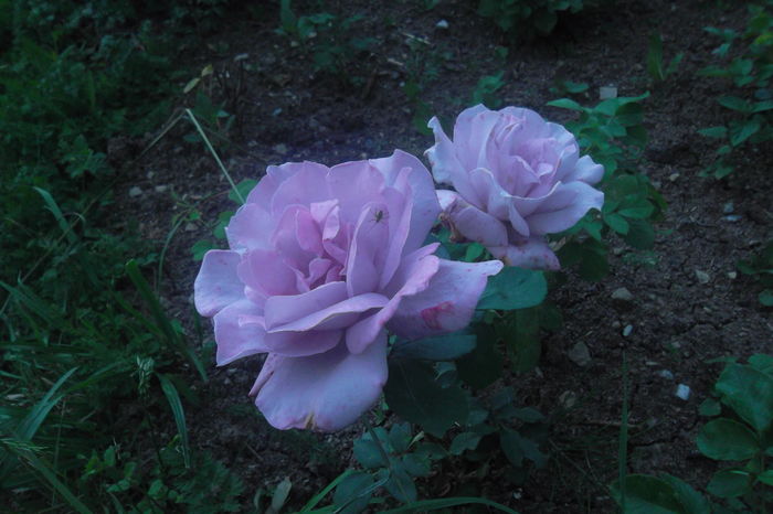 SAM_0715 - Trandafiri 2016