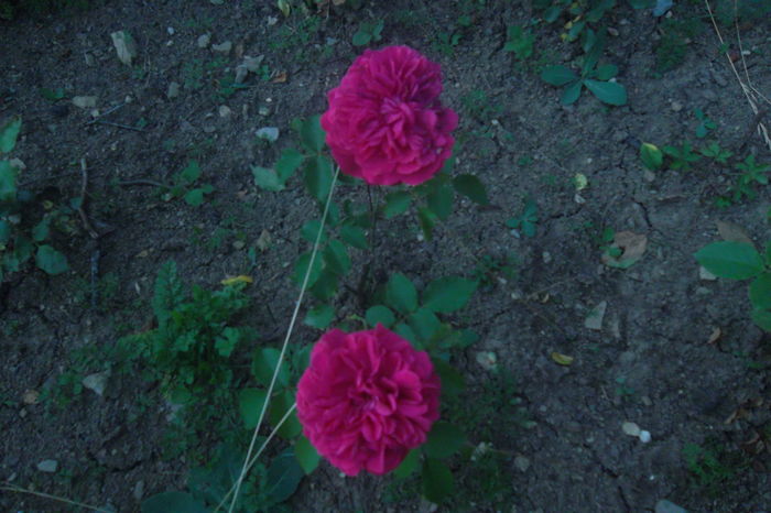 SAM_0714 - Trandafiri 2016