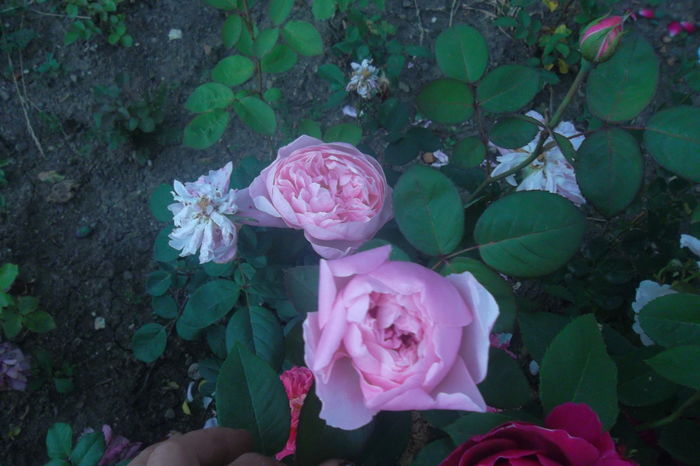 SAM_0713 - Trandafiri 2016