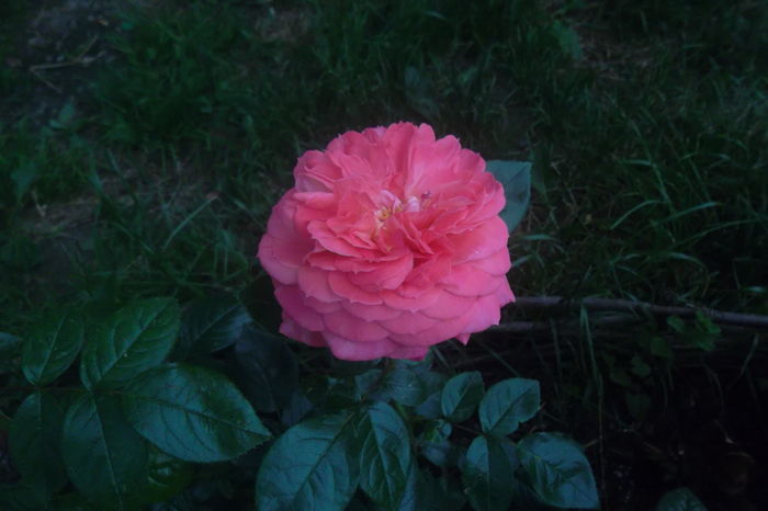 SAM_0688 - Trandafiri 2016