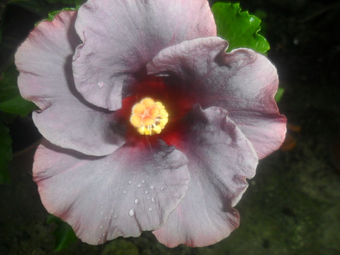 persephone - 0000-colectia mea de hibiscusi