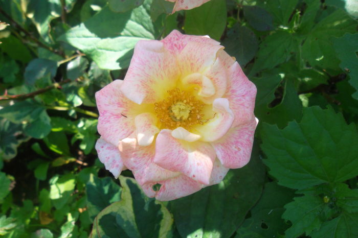 SAM_0788 - Trandafiri 2016