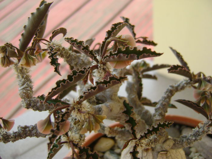 Euphorbia suzannae-marnierae, flori