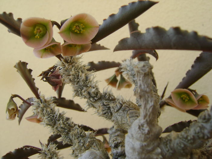 Euphorbia suzannae-marnierae