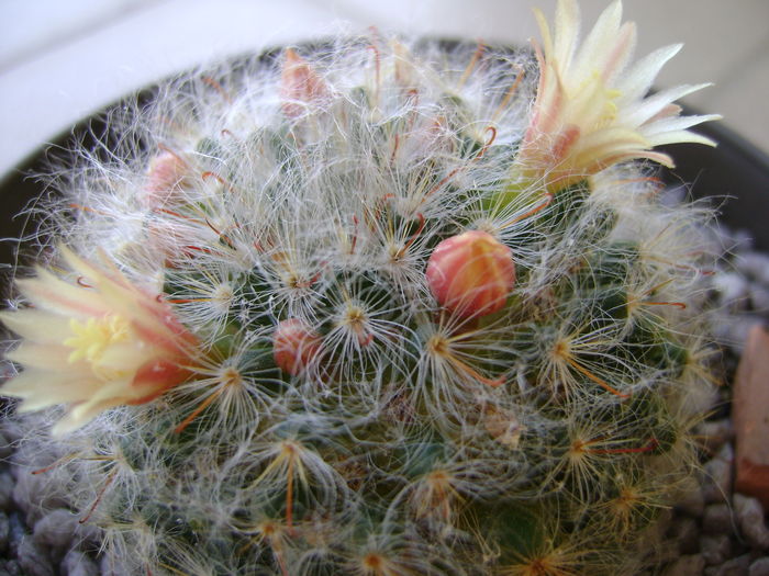 Mammillaria bocasana