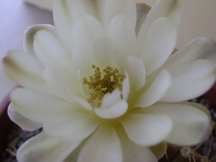 Gymnocalycium mihanovichii, detaliu