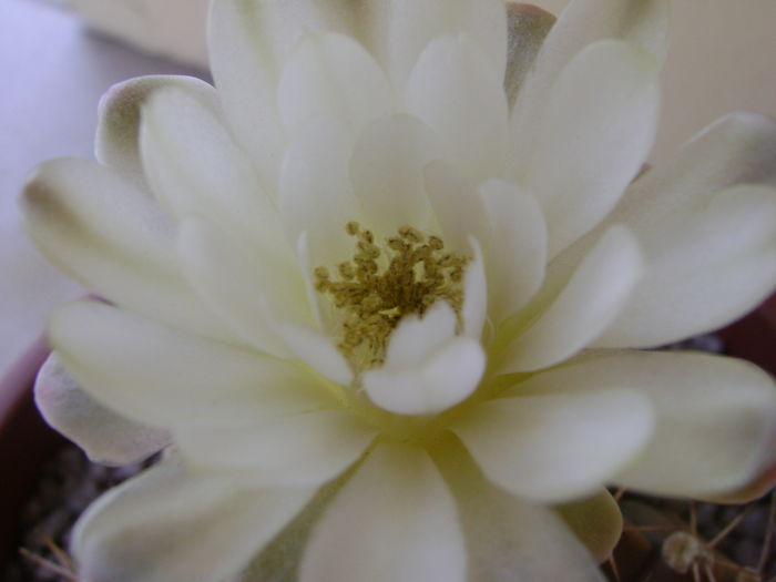 Gymnocalycium mihanovichii
