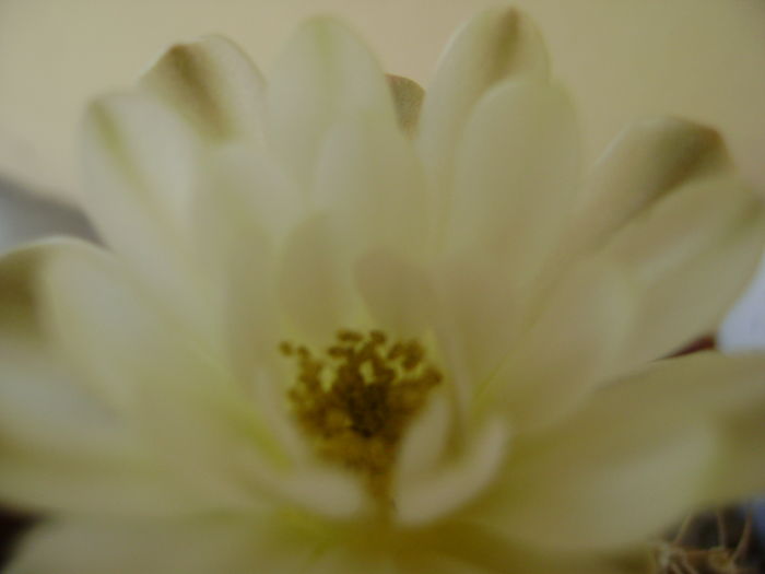 Gymnocalycium mihanovichii