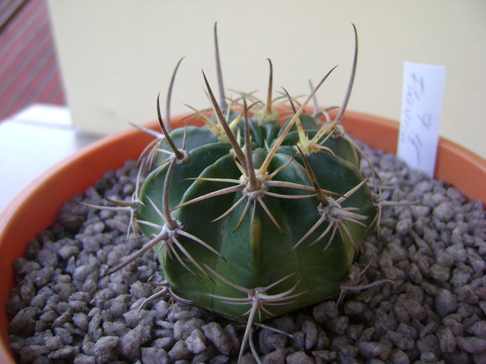 Lobivia ferox (Echinopsis) Lobivia ferox (Echinopsis)
