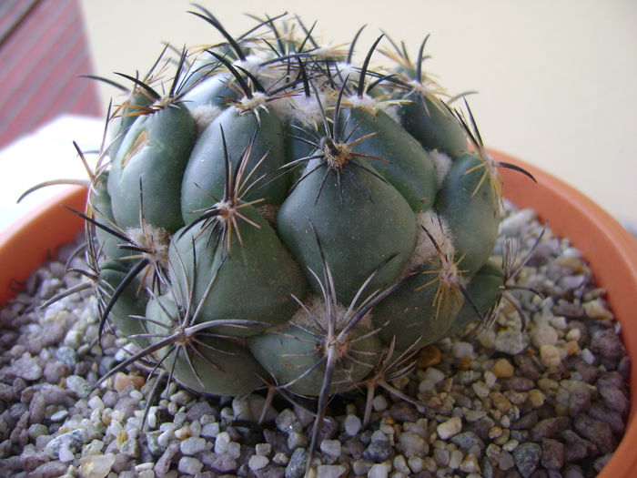 Coryphantha calipensis Coryphantha calipensis