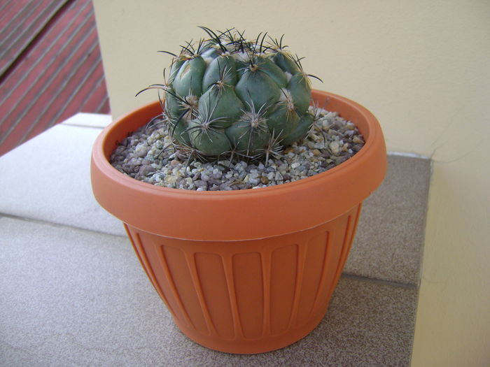 Coryphantha calipensis