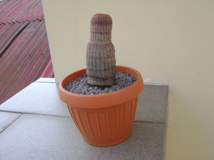 Echinocereus rigidissimus v. rubrispinus; 12 ani
 Echinocereus rigidissimus v. rubrispinus; 12 ani