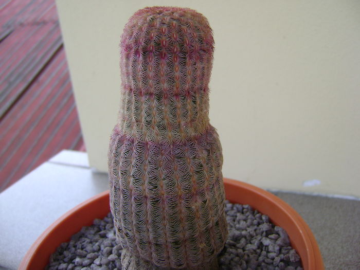 Echinocereus rigidissimus v. rubrispinus; 12 ani
 Echinocereus rigidissimus v. rubrispinus; 12 ani