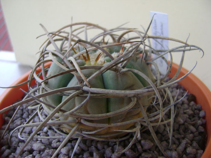 Gymnocalycium cardenasianum Gymnocalycium cardenasianum