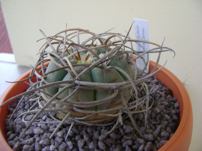Gymnocalycium cardenasianum Gymnocalycium cardenasianum