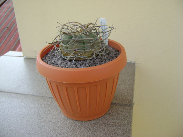 Gymnocalycium cardenasianum Gymnocalycium cardenasianum