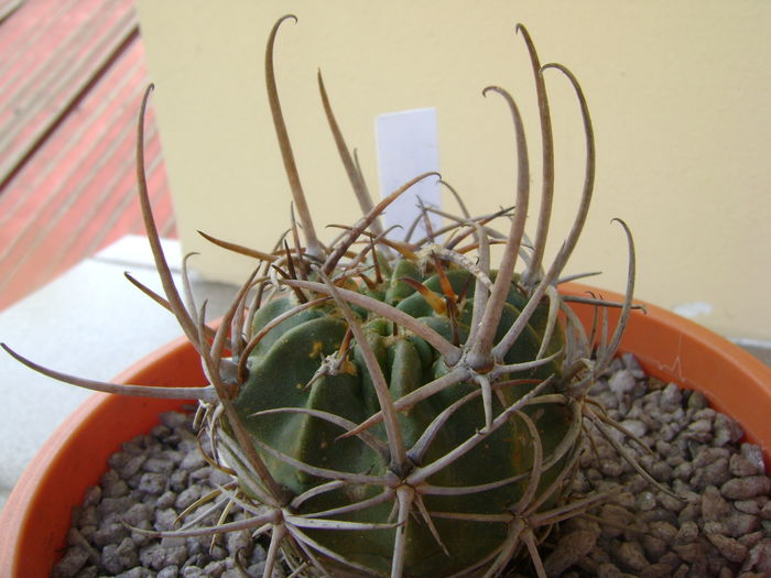 Lobivia ferox (Echinopsis) Lobivia ferox (Echinopsis)